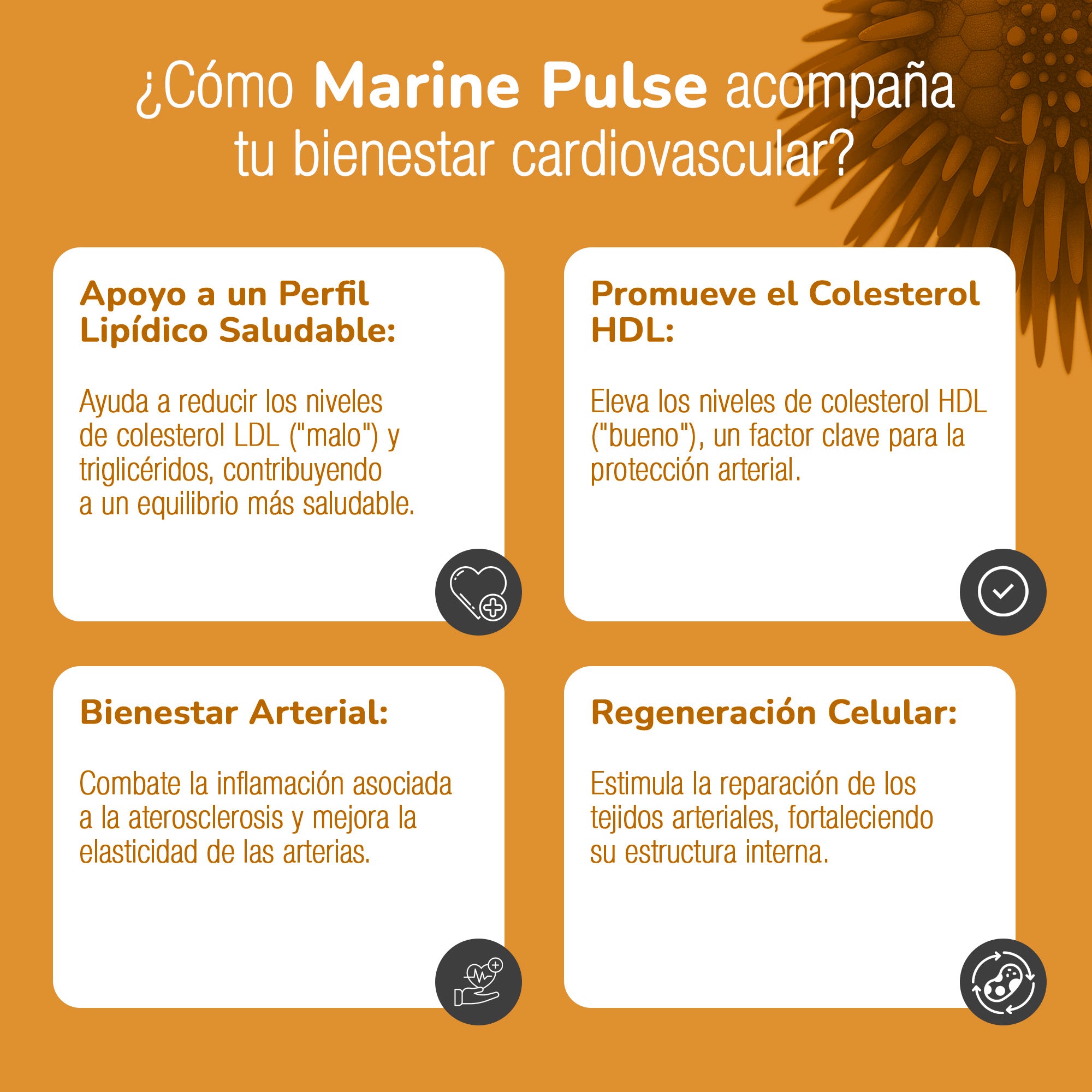 MARINE PULSE® | Una poderosa combinación diseñada para potenciar tu salud cardiovascular. Producto comprobado con Prueba Médica.